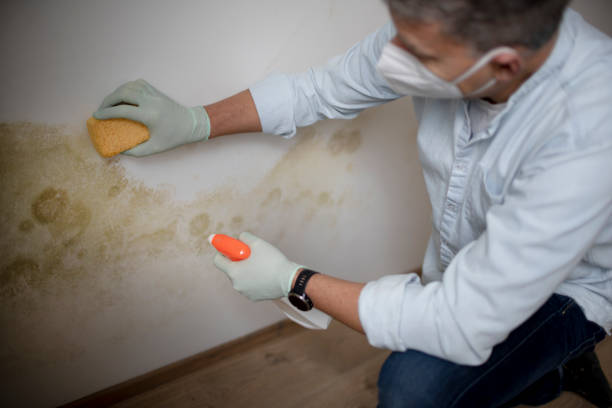 Best Attic Mold Removal  in Dunlap, TN