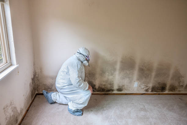 Professional Mold Removal in Dunlap, TN